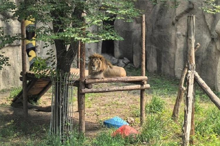 Male Lion Resting on Wooden Platform at Beijing Zoo Adult male lion with full mane lying on wooden climbing platform in rocky zoo habitat