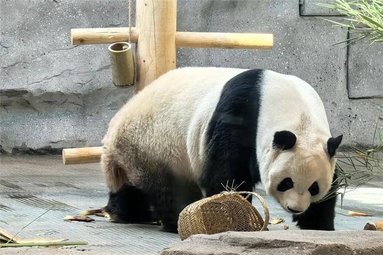 Giant Panda Exploring Enrichment Toys at Beijing Zoo Giant panda with enrichment basket in zoo habitat