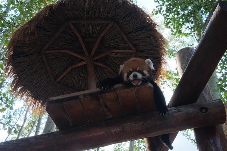 Red Panda at Beijing Zoo Cute red panda resting on wooden platform under thatched shelter at Beijing Zoo, green trees background