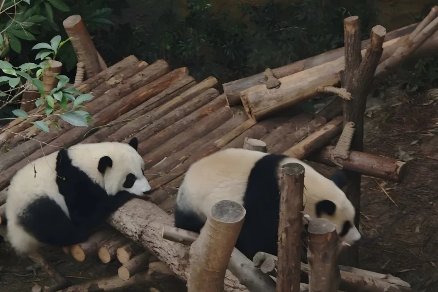 Playful young pandas roaming in simulated wild habitat, world?famous panda protection landmark