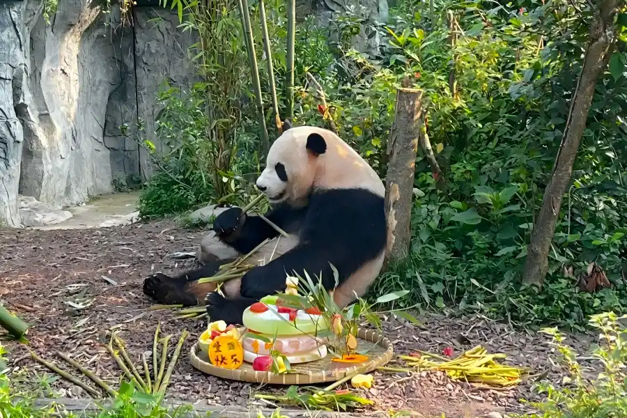 Dujiangyan Panda Valley, giant pandas in natural woodland habitat, Sichuan