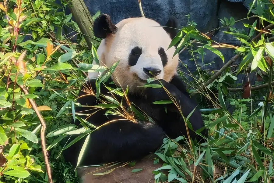 Giant pandas wandering in forest at Dujiangyan Panda Valley