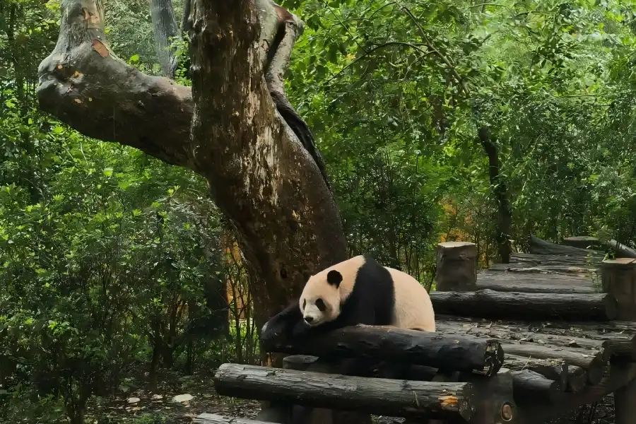 Giant Panda Breeding Base,Sichuan Giant pandas resting and eating bamboo at panda breeding research base