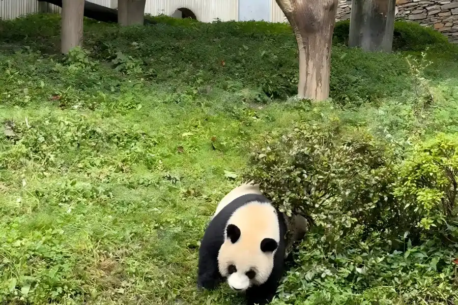 Wolong Panda Base, giant pandas in mountain forest, Sichuan