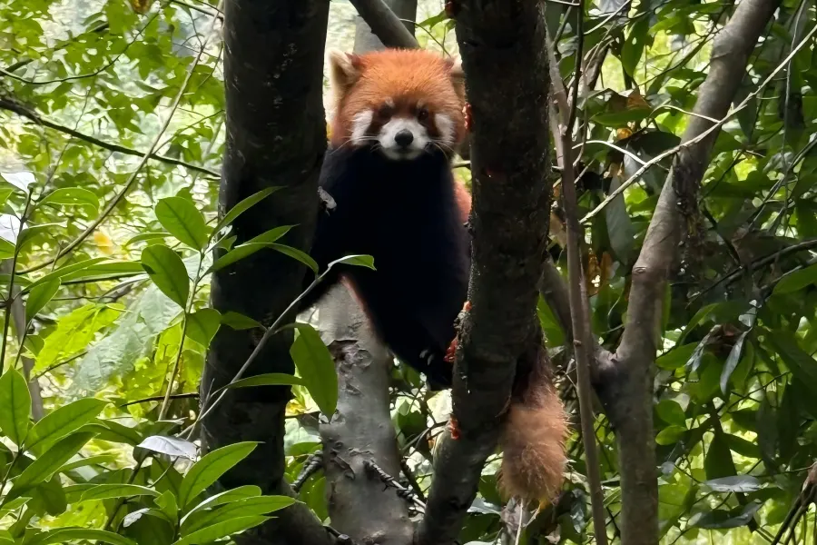 Adorable red panda wandering in Panda Valley forest