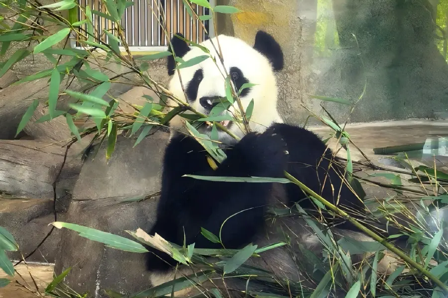 Giant Panda Sanctuary,Sichuan Giant pandas at Chengdu Research Base of Giant Panda Breeding