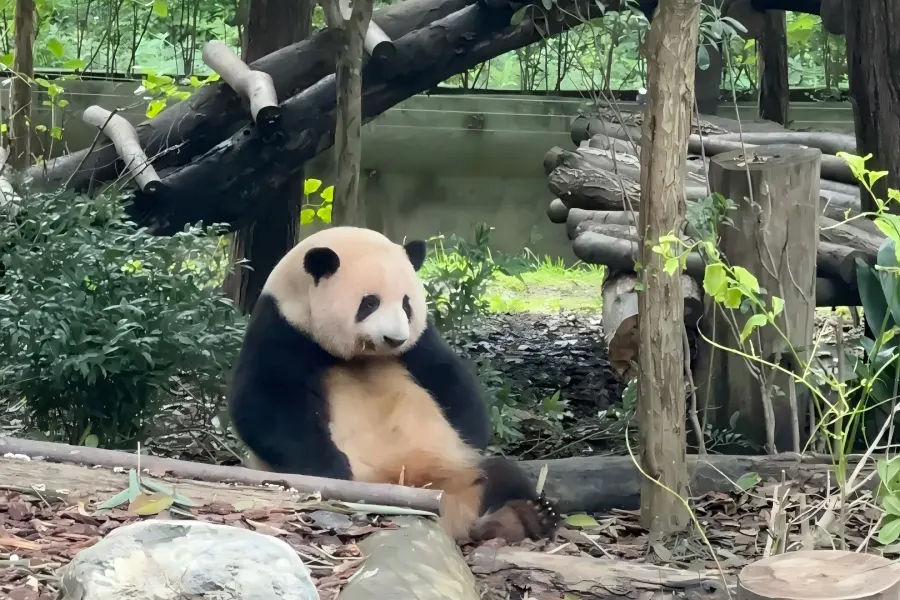 Chengdu Giant Panda Breeding Sanctuary Park Giant Panda Breeding Research Base in Chengdu presenting lovely giant pandas resting in lush green enclosure