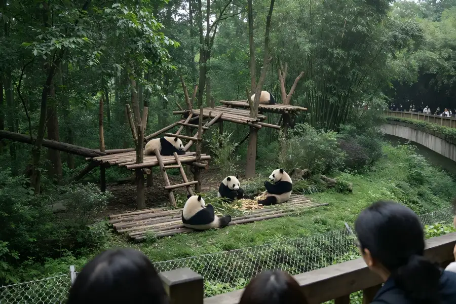 Giant Panda Breeding Research Park, Chengdu Giant Panda Breeding Research Base in Chengdu capturing giant pandas wandering through shaded woodland habitats