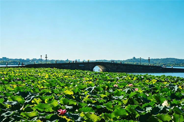 Beautiful summer lotus scenery at Hangzhou West Lake