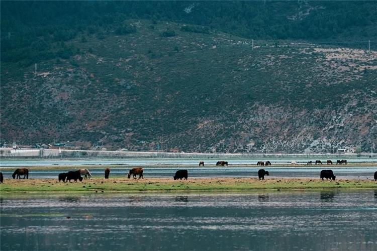 Grazing Yaks and Horses at Shangri?La Wetland Yaks and horses grazing on lakeside grassland, alpine wetland Shangri?La Yunnan