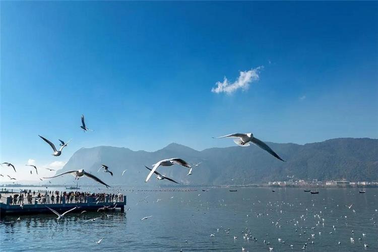 Flying Seagulls over Dianchi Lake, Kunming Massive flock of seagulls flying over Dianchi lake, mountain backdrop, tourist viewing platform