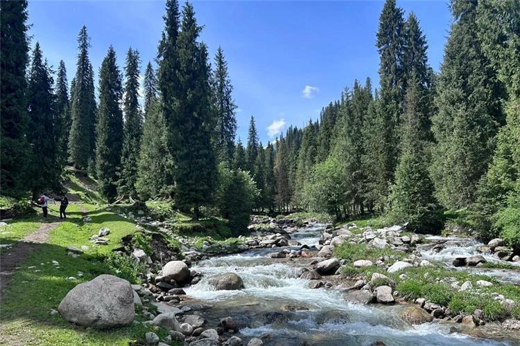 Hiking path beside rushing rocky mountain river, tall spruce trees in Tianshan mountain forest Xinjiang