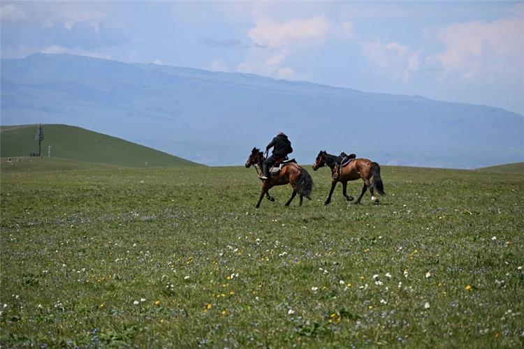 Local herdsman riding horses across blooming alpine meadow with distant mountain backdrop in Xinjiang