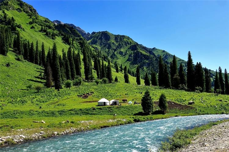 Green mountain valley scene, white Kazakh yurt, turquoise mountain stream and dense spruce woods in Xinjiang