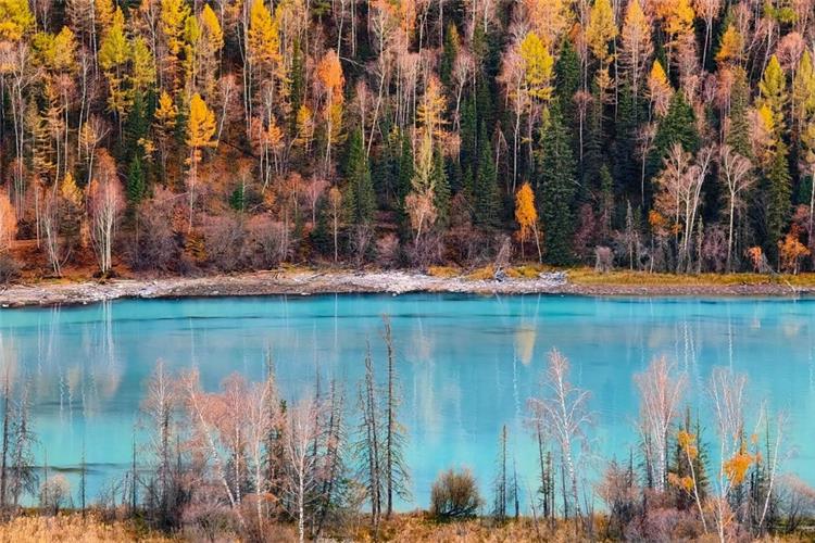 Stunning Turquoise Kanas Lake with Golden Autumn Forest, Northern Xinjiang Vivid turquoise alpine lake surrounded by golden larch and birch autumn forest in Kanas national park Xinjiang