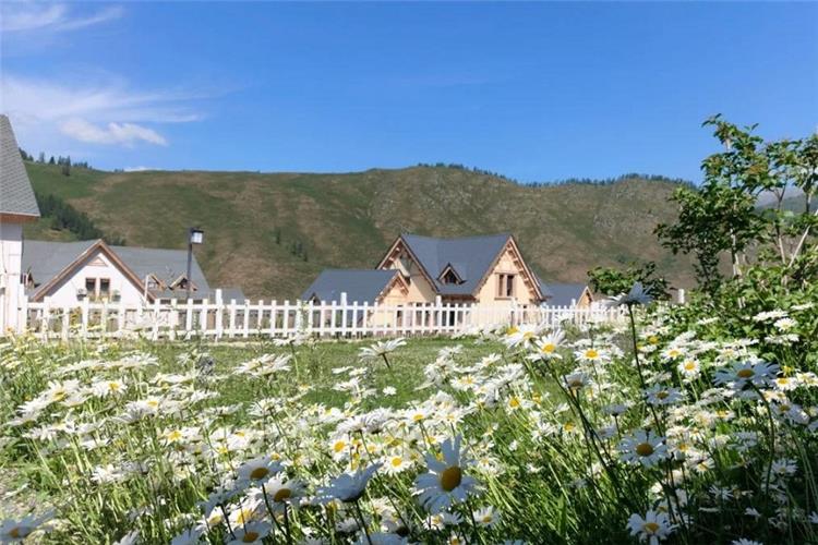 Hemu Village Wooden Chalets with Daisy Flower Field, Altay Mountains Xinjiang Pretty alpine village Hemu with european?style wooden houses, daisy wildflower meadow and rolling mountain backdrop, Xinjiang China