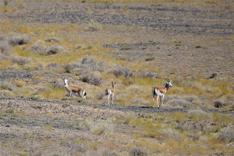 Wild Goitered Gazelle on Gobi Desert Grassland, Xinjiang Wildlife Three wild goitered gazelles roaming on dry gobi desert steppe, wildlife sighting in northern Xinjiang