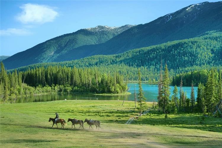 Local horseman leading horses across green alpine meadow, turquoise Kanas lake and dense coniferous forest background