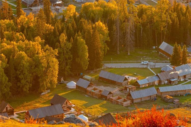 High?angle shot of Hemu alpine village with log cabins, yurts and sunlit golden taiga forest at golden hour, Xinjiang