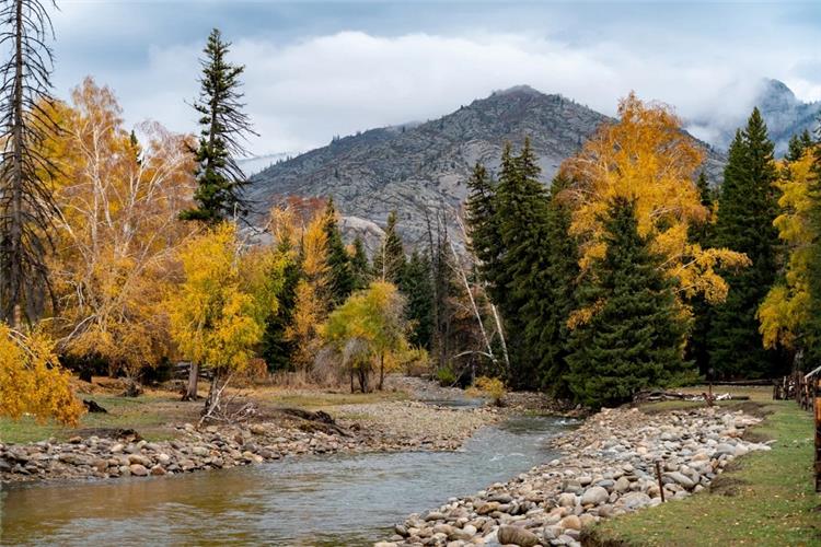 Rocky stream flowing through golden birch and spruce forest, mountain backdrop of Koktokay national geopark Xinjiang
