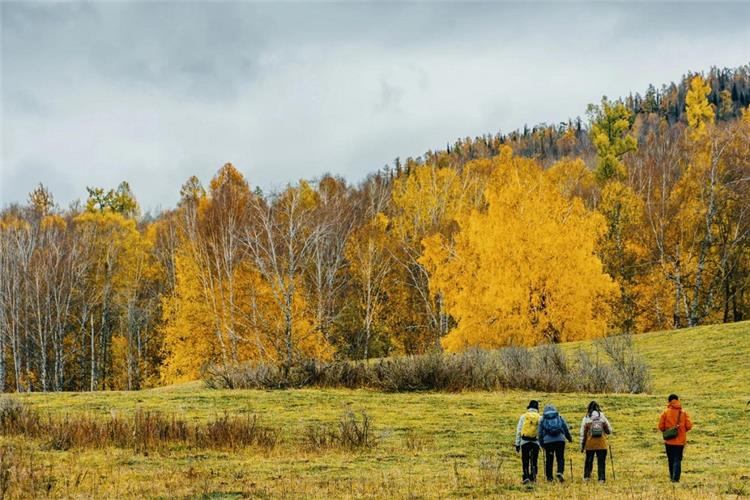 Autumn Hemu Village, Golden Birch Forest Trekking, Altay Xinjiang Hikers trekking across grassland amid golden yellow autumn birch woods, Hemu village Altay Xinjiang fall scenery