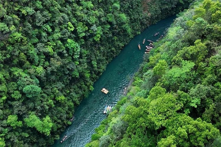 Top-down shot of Pingshan gorge, emerald river, dense green forest and sightseeing boats on water