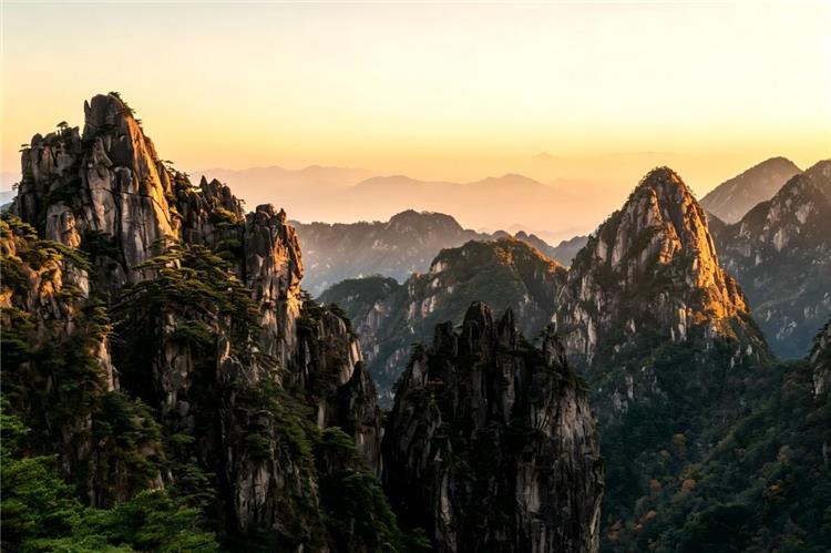 Huangshan Mountain Scenery Huangshan jagged peaks and pine trees bathed in warm sunset light