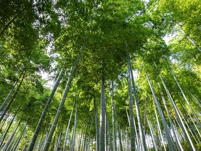 Bamboo forest scenery on a sunny day during Anji Bamboo Sea day tour from Hangzhou