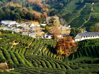 Hiking Along the Longjing Tea Village