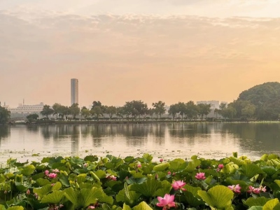 Lotus landscape at sunset in summer at Xuanwu Lake in Nanjing