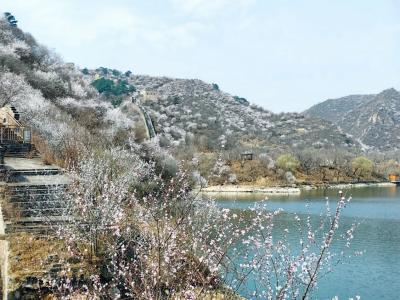 The scenery of spring peach blossoms blooming on the Great Wall of Huanghuacheng Water