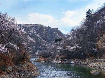 Huanghuacheng Great Wall Overlooking River Valley Full Of Blooming Peach Blossoms Spring Mountain View