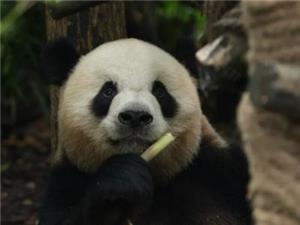 Close-up view of a giant panda eating bamboo at Dujiangyan Panda Valley near Chengdu, Sichuan China
