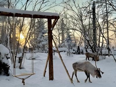 Winter scene of Xuexiang Snow Village featuring reindeer, snow-covered trees, and traditional wooden outdoor scenery in China