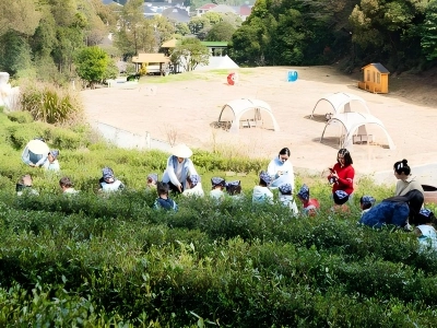 Students with bamboo hats experiencing tea-picking in tea garden for study tour