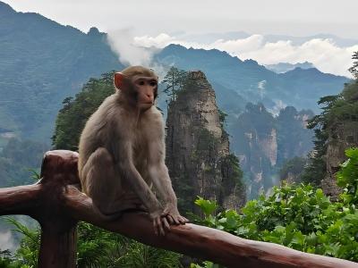 Monkey resting on a railing with Zhangjiajie sandstone peaks and mountains in the background