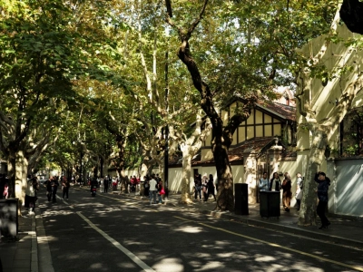 Shady plane tree boulevard & vintage European villas on historic street in Shanghai