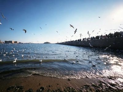 Seagulls flying over Zhanqiao seaside shore, visitors on seawall, Qingdao Shandong