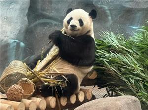 Giant panda sitting on wooden platform, feeding on fresh bamboo stalks inside Beijing Zoo enclosure