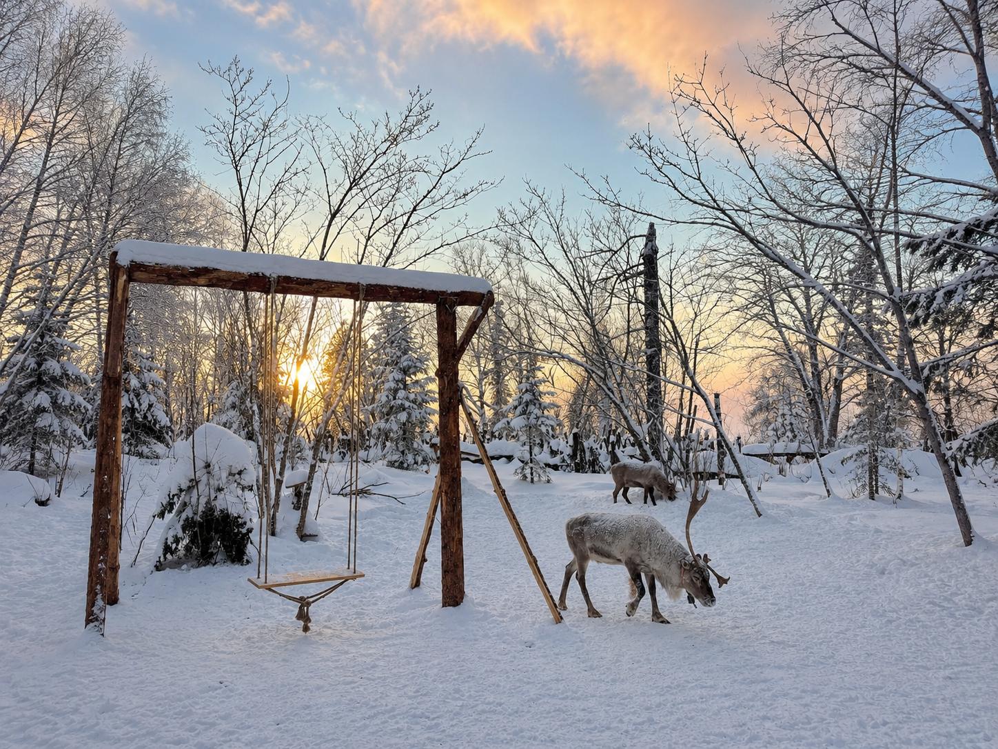 Reindeer and a rustic swing in the snow-covered forest of Harbin Snow Town at sunset