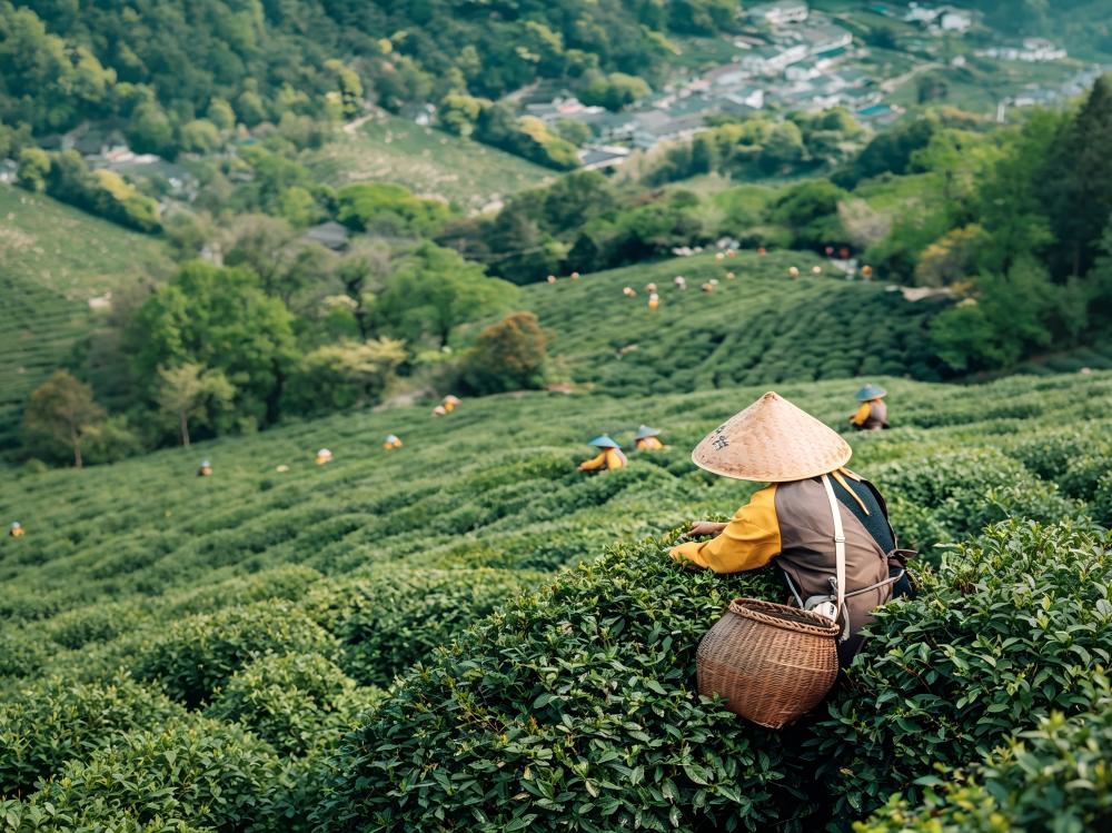 Longjing Village tea farmers picking tea