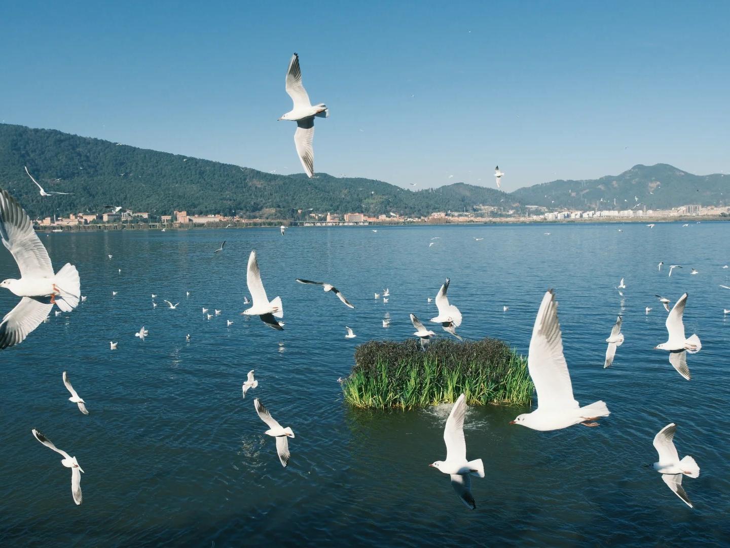 Beautiful Erhai Lake scenery in Dali featuring calm water, a small boat, clear blue sky, and distant mountains
