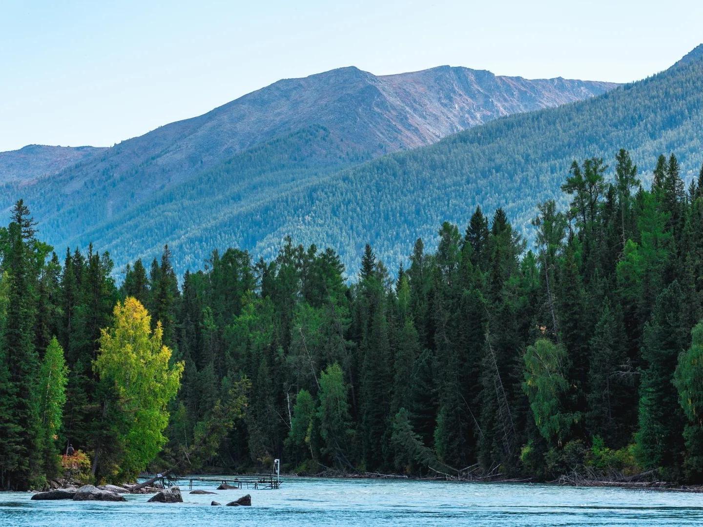 Kanas River in Xinjiang with turquoise water, golden forests, snow-capped mountains, and peaceful valley scenery