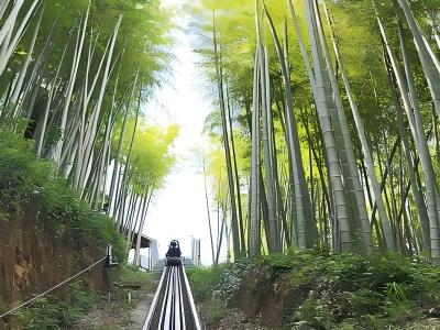Anji Bamboo Sea Ground Cableway Real Shot