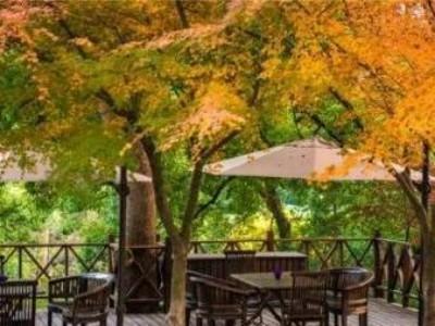 Autumn terrace at Longjing village hotel, golden maple trees & wooden outdoor seating