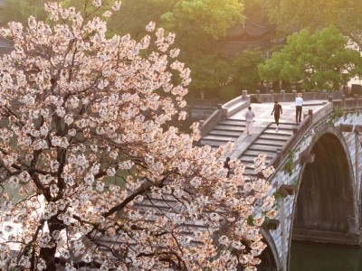 Blossoming cherry blossoms frame Gongchen Bridge, ancient stone arch bridge on Hangzhou Grand Canal