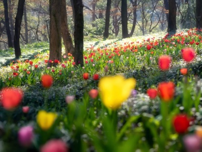 Colorful tulip woods in West Lake Hangzhou, fresh spring scenery with soft sunlight