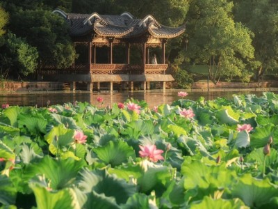 Traditional waterside pavilion surrounded by blooming lotus in summer Hangzhou