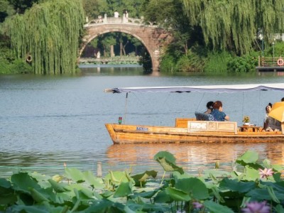 Wooden tourist boat gliding through lotus ponds at West Lake in summer Wooden tourist boat gliding through lotus ponds at West Lake in summer