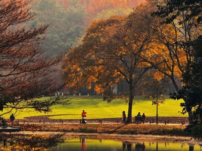 Autumn lakeside park in Hangzhou, golden foliage reflecting on calm water